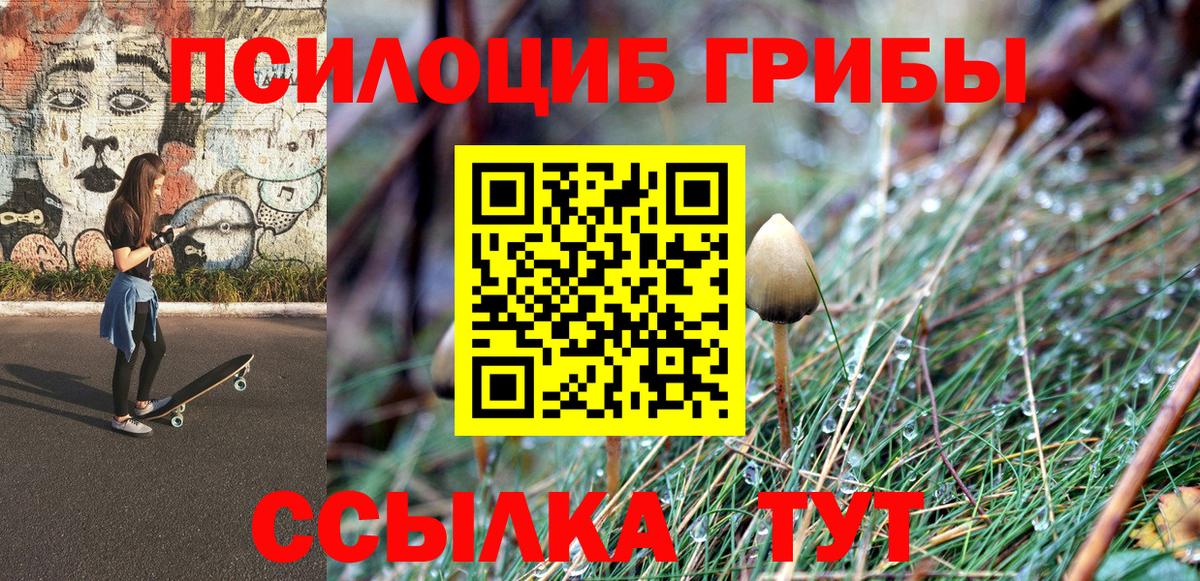 Галлюциногенные грибы Psilocybine cubensis Междуреченск
